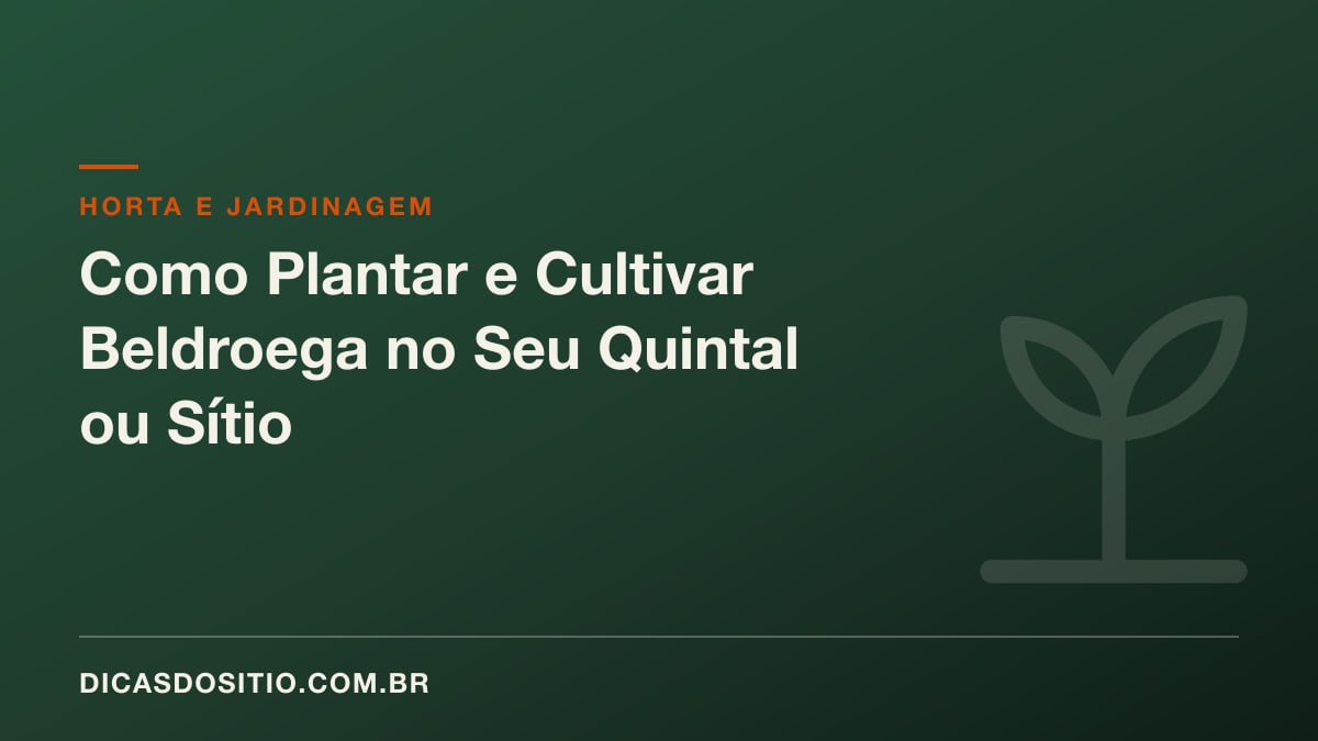 Como Plantar e Cultivar Beldroega no Seu Quintal ou Sítio