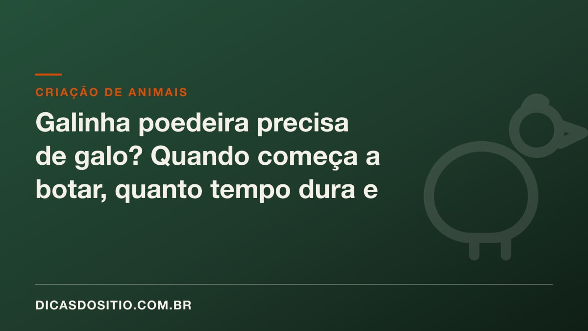 Galinha poedeira precisa de galo? Quando começa a botar, quanto tempo dura e o que dar para botar mais