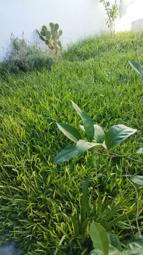 foto de Aparador de Grama Tramontina AP1000T com Diâmetro de Corte 280mm 1.000W