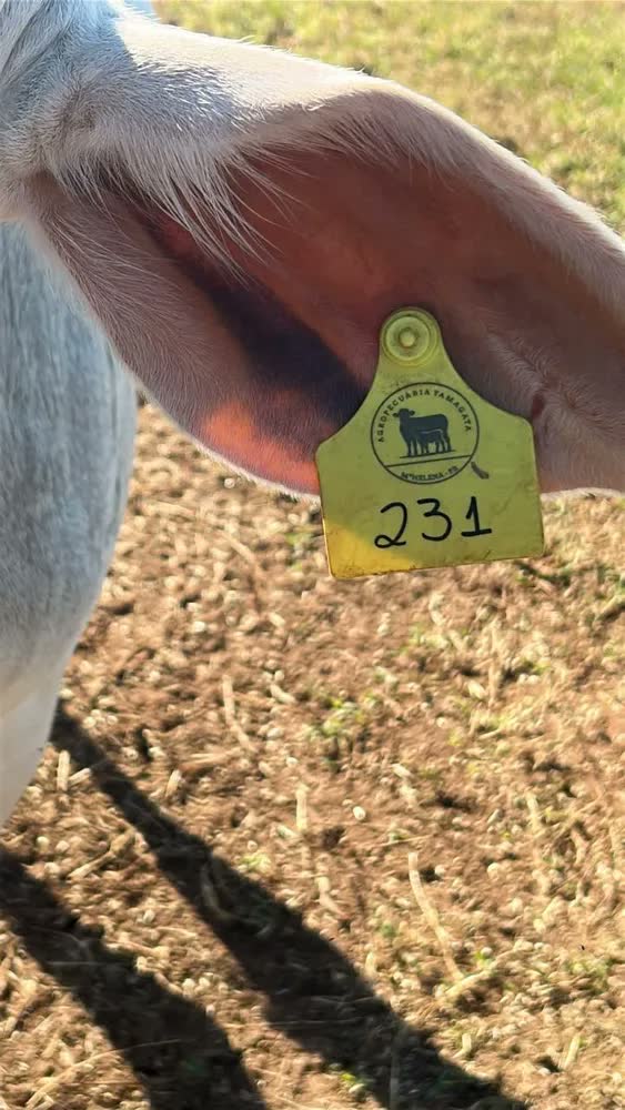 foto de 100 Brincos Grandes Personalizados Com Logo Para Gado Bovino