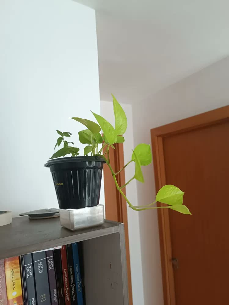 foto de Bokashi Adubo Completo Fertilizante Orgânico Classe A - 1kg