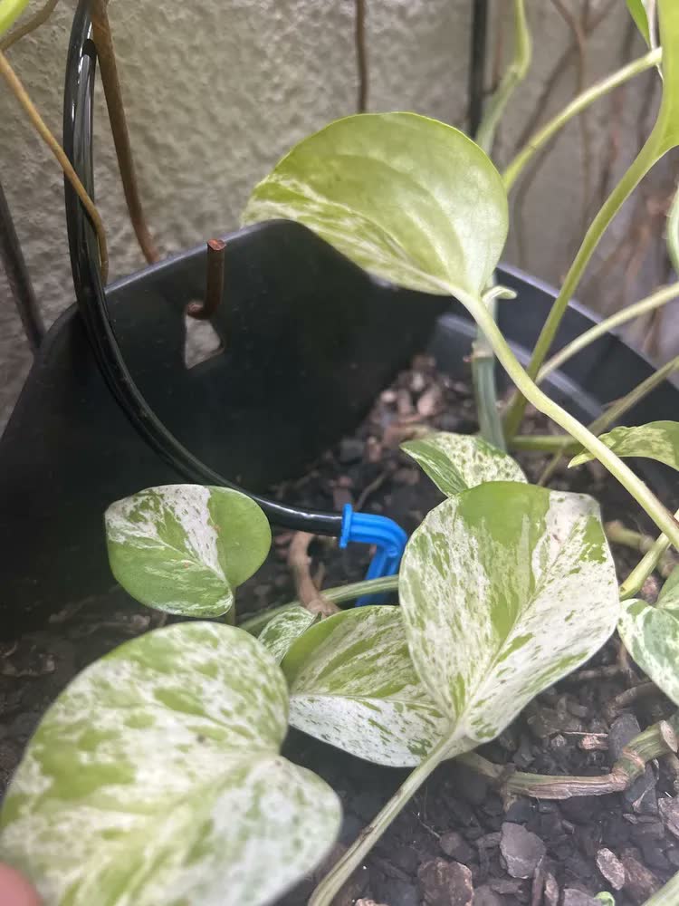 foto de Sistema Irrigação Solar Automático Para Plantas E Jardim