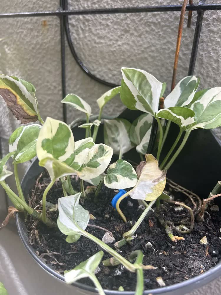 foto de Sistema Irrigação Solar Automático Para Plantas E Jardim