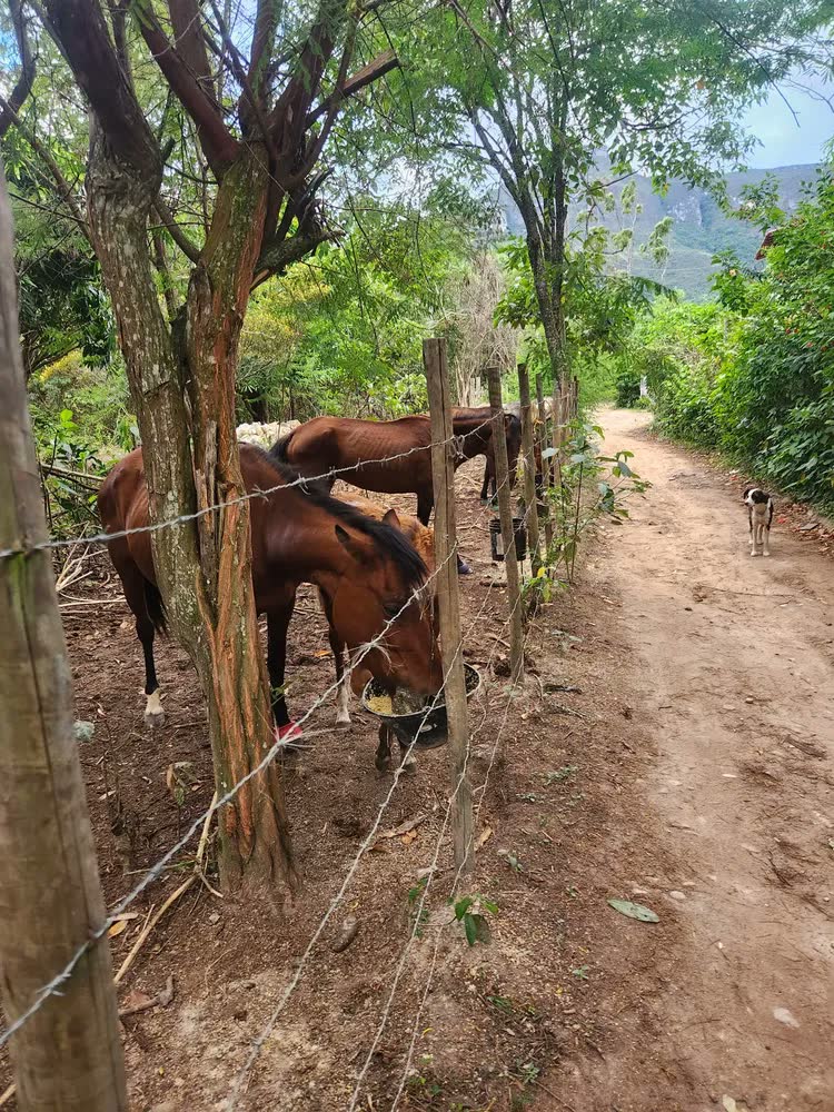 foto de Kit 2 Sal Rosa Himalaia - P/ Equinos - Bovinos - Caprinos