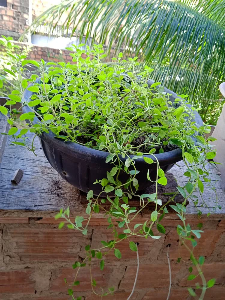 foto de Kit 2 Mudas De Oregano Horta Em Casa Alta Qualidade