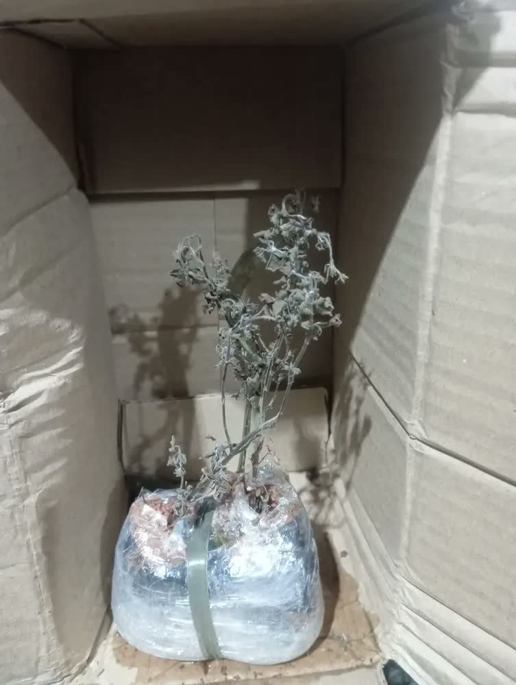foto de Kit 2 Mudas De Oregano Horta Em Casa Alta Qualidade