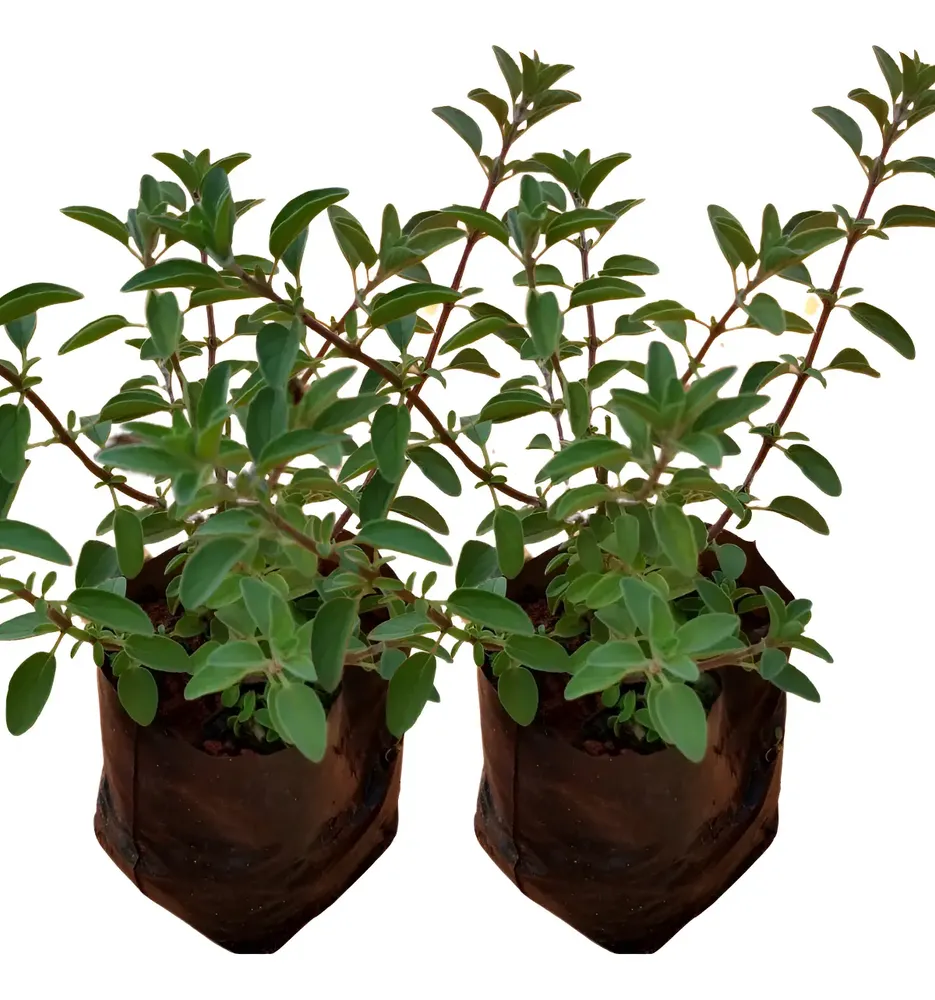Kit 2 Mudas De Oregano Horta Em Casa Alta Qualidade