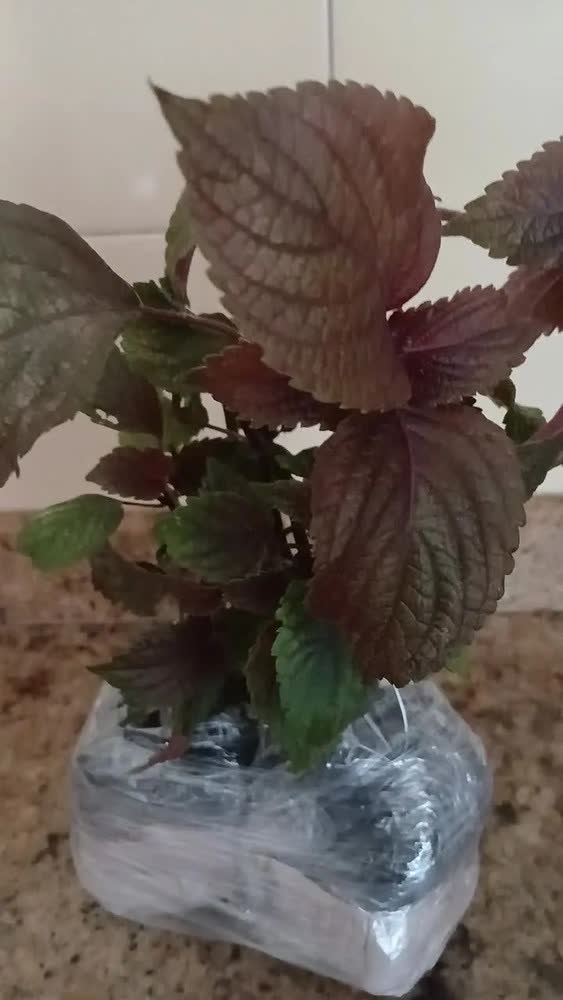 foto de Kit 2 Mudas De Shisso Horta Em Casa Alta Qualidade