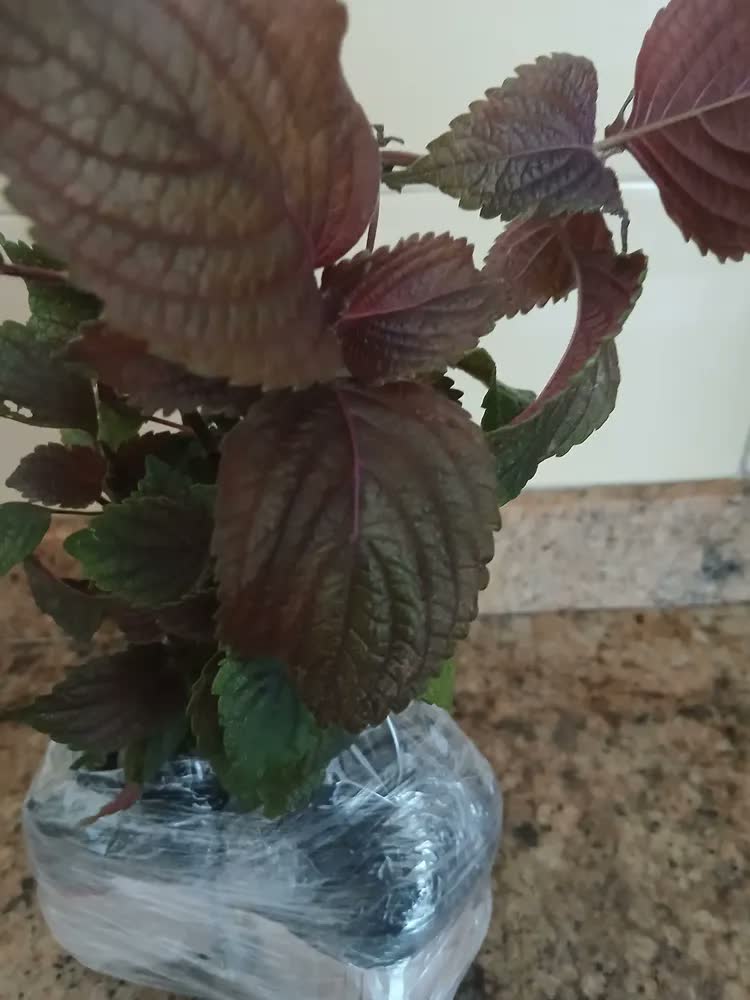 foto de Kit 2 Mudas De Shisso Horta Em Casa Alta Qualidade