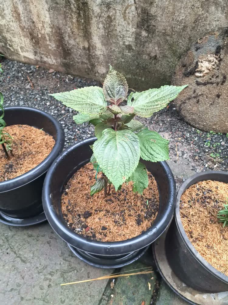 foto de Kit 2 Mudas De Shisso Horta Em Casa Alta Qualidade