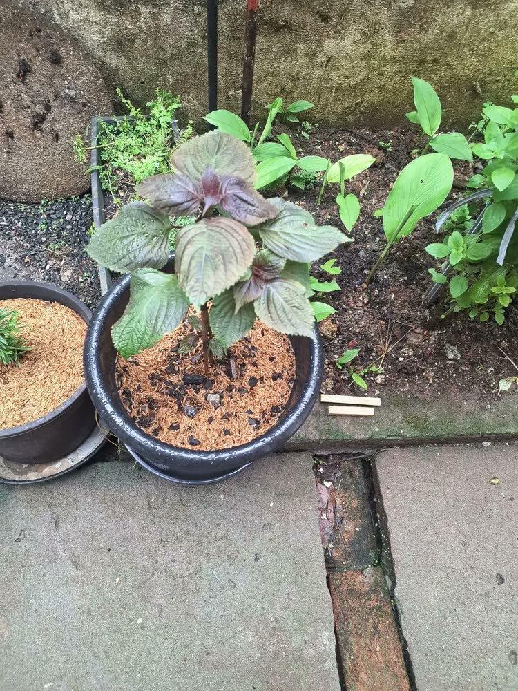 foto de Kit 2 Mudas De Shisso Horta Em Casa Alta Qualidade