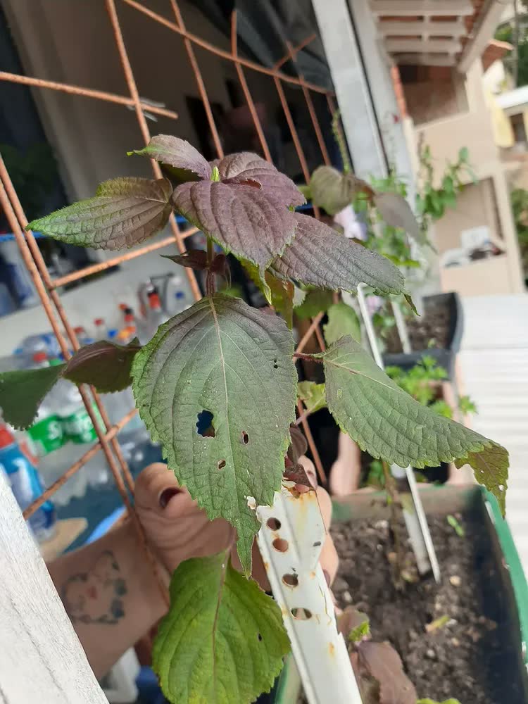 foto de Kit 2 Mudas De Shisso Horta Em Casa Alta Qualidade