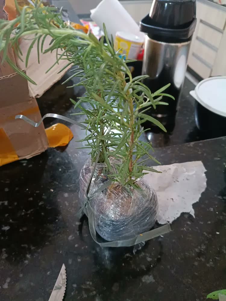 foto de Kit 2 Mudas De Alecrim Horta Em Casa Alta Qualidade