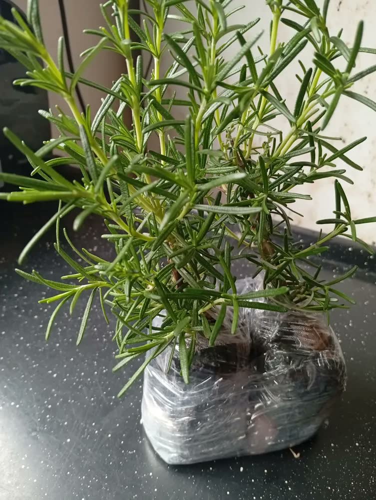 foto de Kit 2 Mudas De Alecrim Horta Em Casa Alta Qualidade