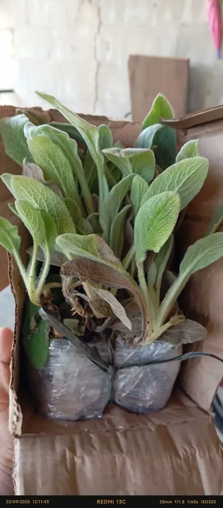 foto de Kit 2 Mudas De Peixinho Da Horta Em Casa Alta Qualidade