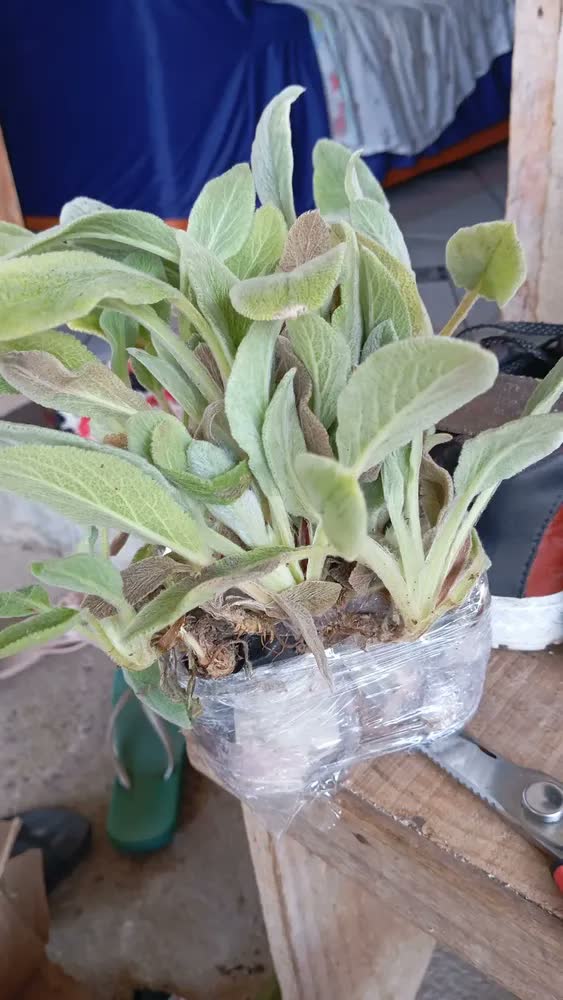 foto de Kit 2 Mudas De Peixinho Da Horta Em Casa Alta Qualidade