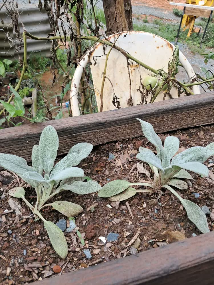 foto de Kit 2 Mudas De Peixinho Da Horta Em Casa Alta Qualidade