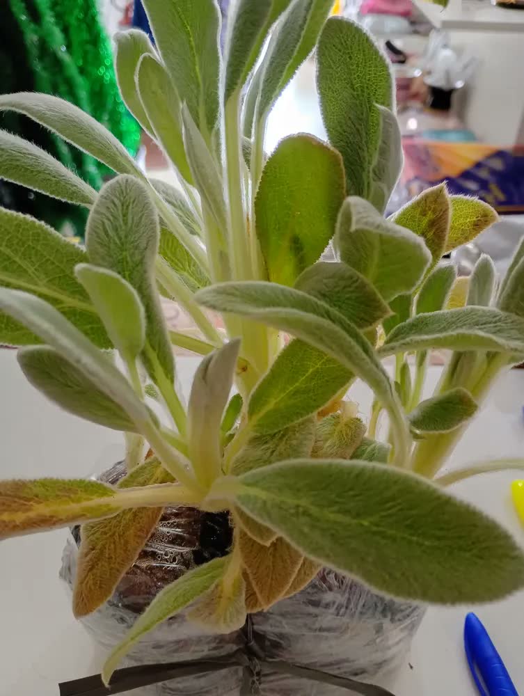 foto de Kit 2 Mudas De Peixinho Da Horta Em Casa Alta Qualidade