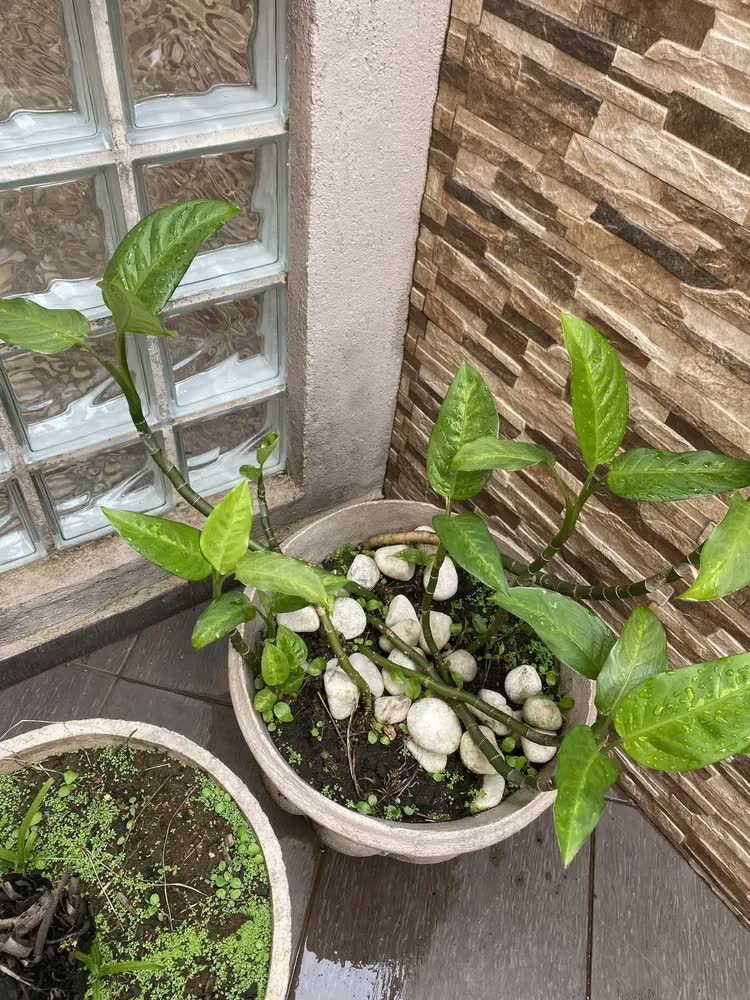 foto de Adubo Natural Húmus De Minhoca Dimy 1kg