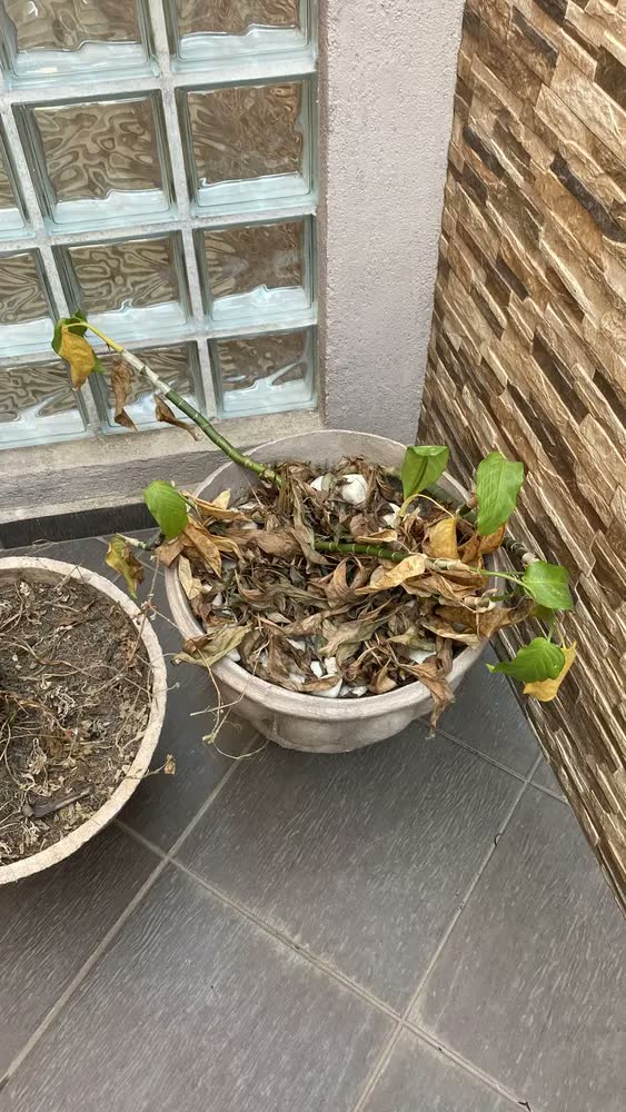 foto de Adubo Natural Húmus De Minhoca Dimy 1kg