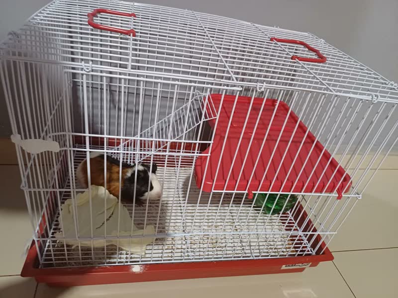foto de Gaiola Com Andar Para Coelho Porquinho Da India E Chinchila Cor Vermelho