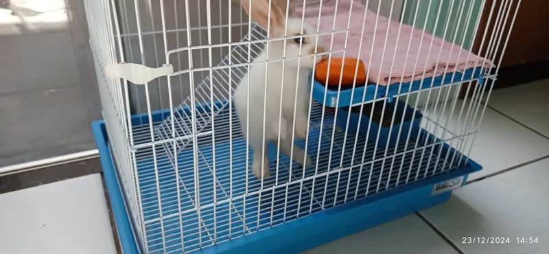 foto de Gaiola Coelho Chinchila Porquinho Índia Abertura Frontal
