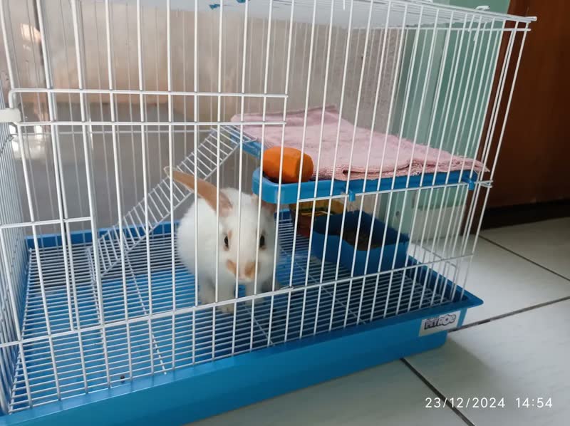 foto de Gaiola Coelho Chinchila Porquinho Índia Abertura Frontal