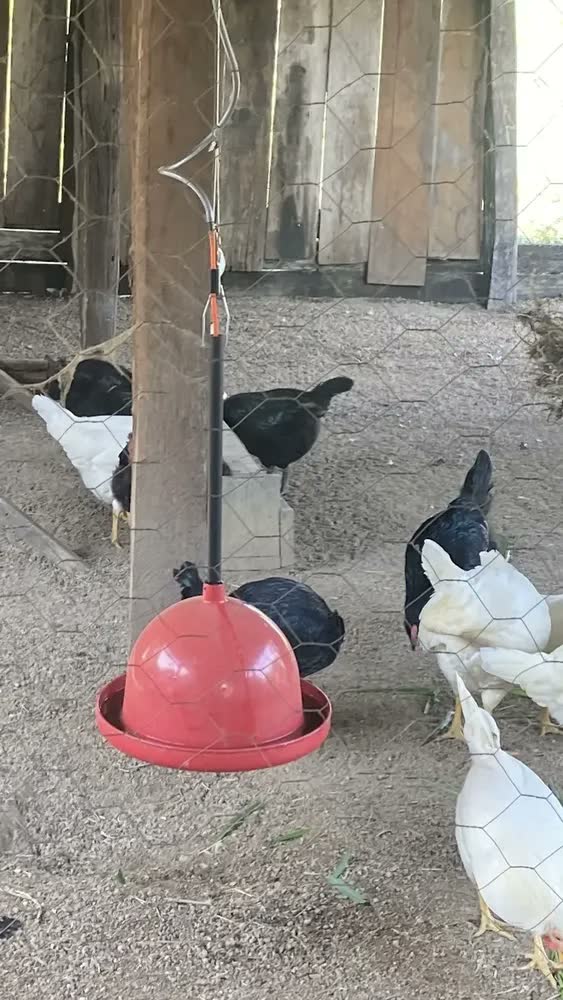 foto de Kit 5 Bebedouro Frango Aves Pendurável Automático Resistente