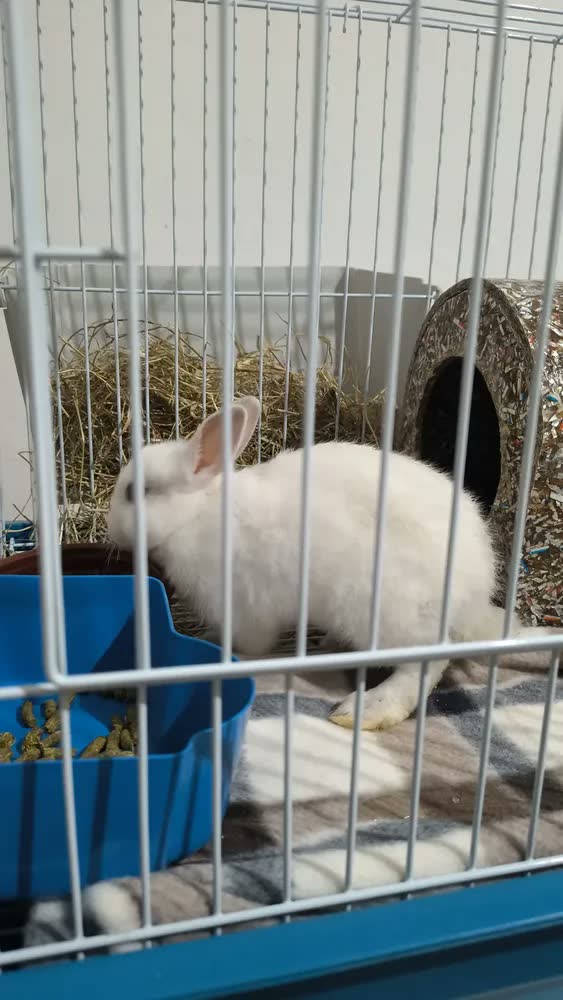 foto de Gaiola Coelho Porquinho Da Índia Chinchila Grande 2 Andares Cor Lilás