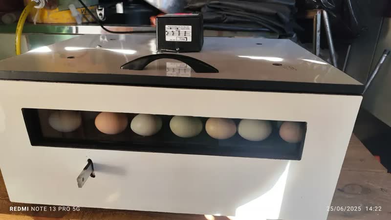 foto de Incubadora para 60 ovos Brood MAIA60 ovos galinha 38m x 55m x 57m 140W branco