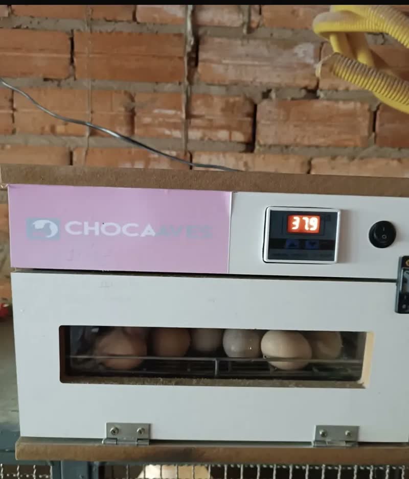 foto de Incubadora para 60 ovos Brood MAIA60 ovos galinha 38m x 55m x 57m 140W branco