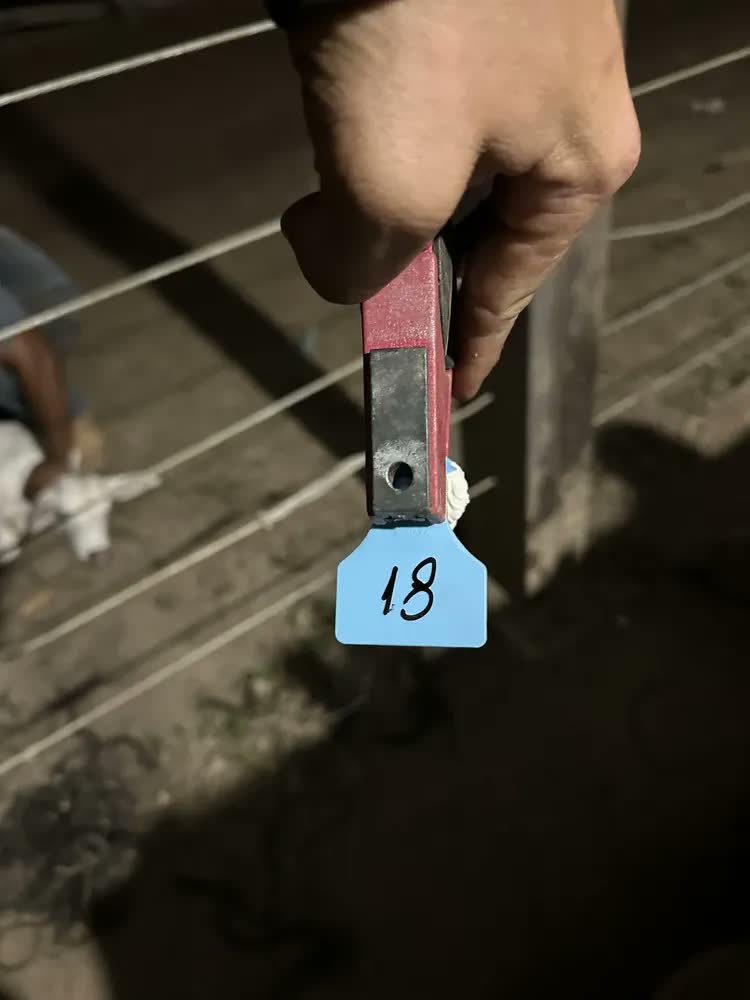 foto de 50 Brincos Médios (4,2x5,0 cm) Lisos para Bezerros suínos ovinos