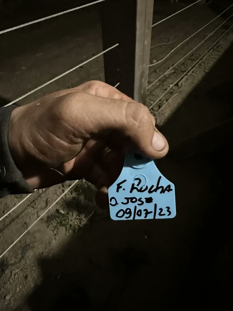 foto de 50 Brincos Médios (4,2x5,0 cm) Lisos para Bezerros suínos ovinos