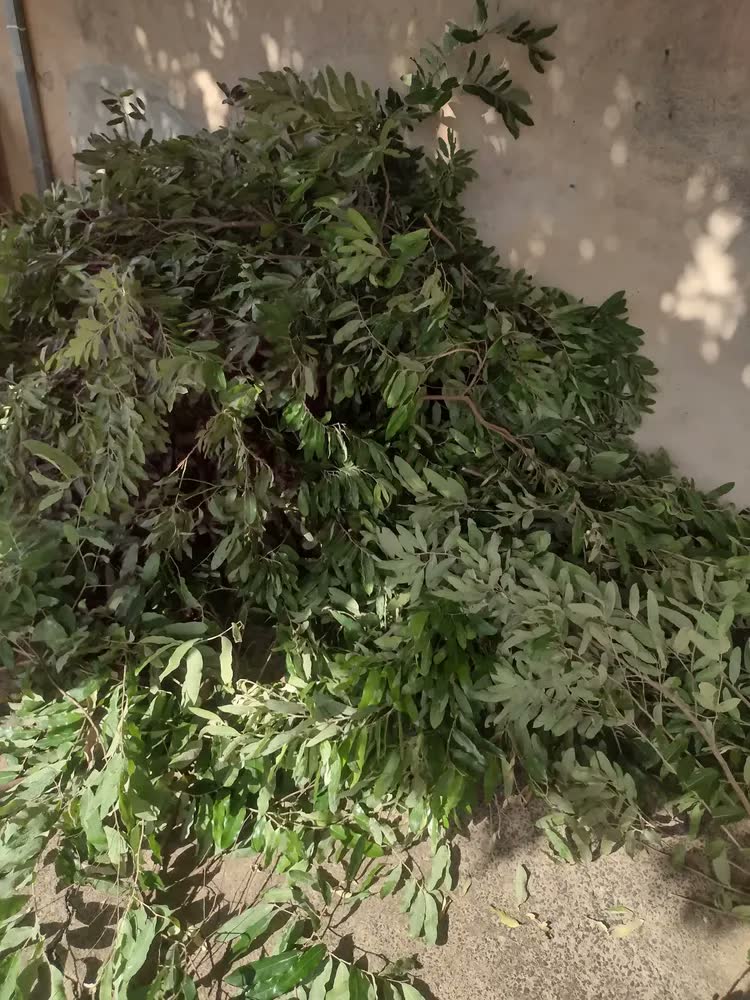 foto de Tesoura De Poda Com Cabo Extensível Bypass Tramontina