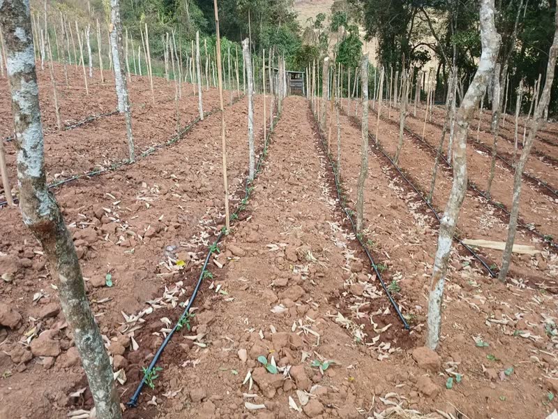 foto de Kit 500m Mangueira De Gotejamento 20 Registros E Chulas
