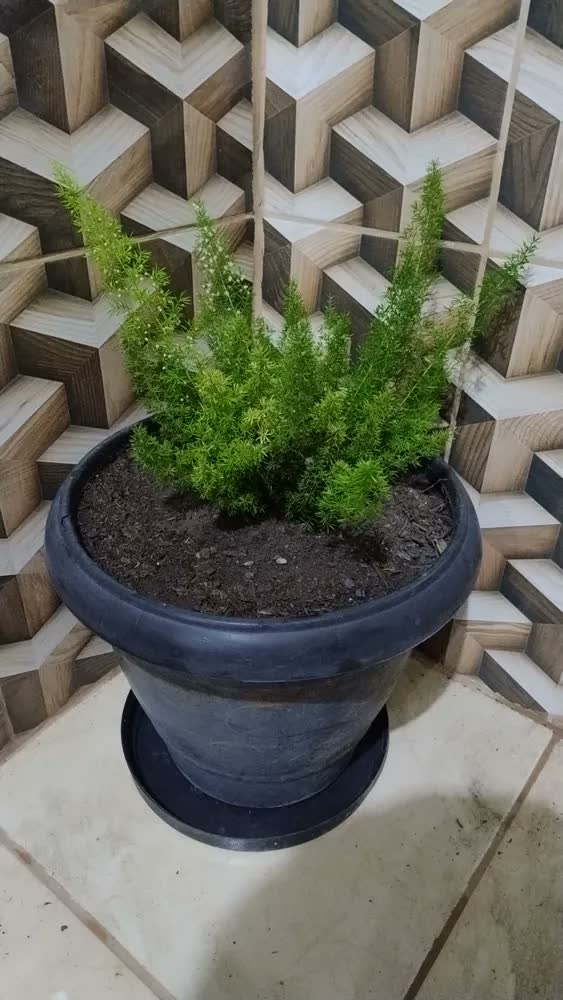 foto de Terra Vegetal Adubada Orgânica 20 Kg Para Jardins e Hortas