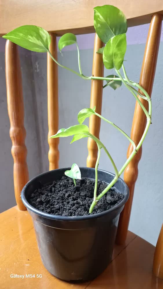 foto de Terra Vegetal Adubada Orgânica 20 Kg Para Jardins e Hortas