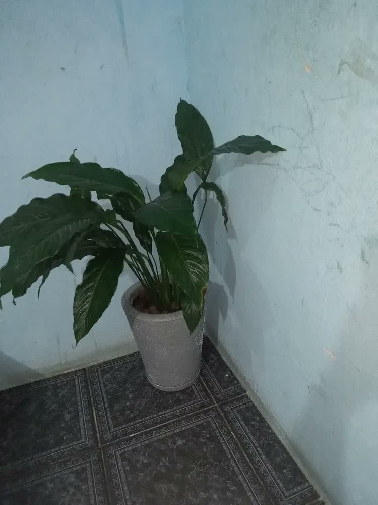 foto de Terra Vegetal Adubada Orgânica 20 Kg Para Jardins e Hortas
