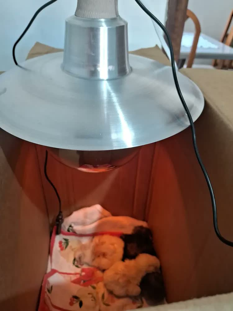 foto de Lampada Aquecimento Campanula C/ Ajuste Potência Dimmer 250