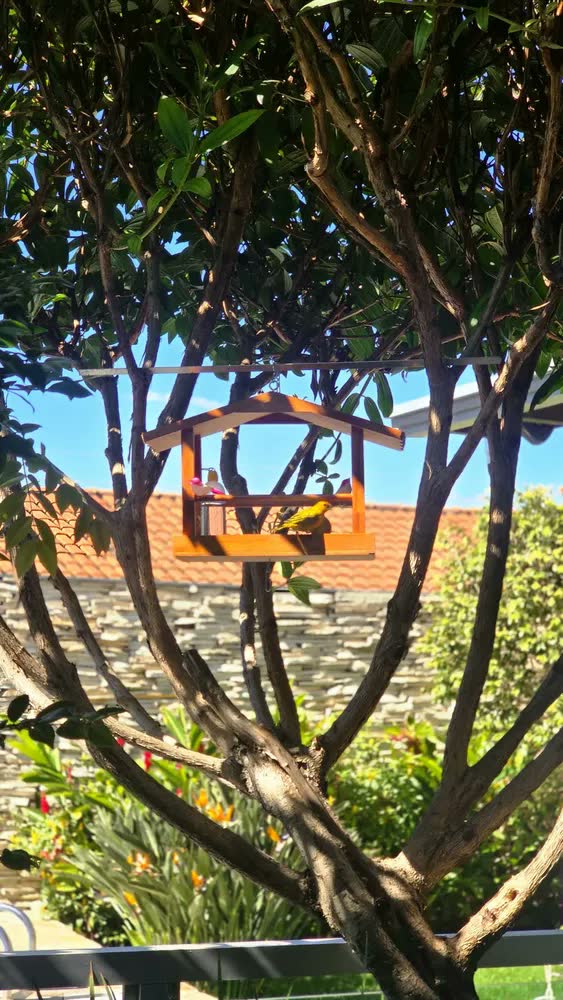 foto de Casinha Comedouro Tratador Bebedouro Madeira Tratada