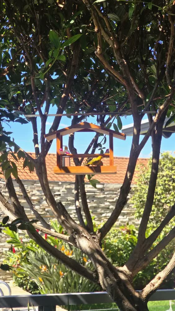 foto de Casinha Comedouro Tratador Bebedouro Madeira Tratada