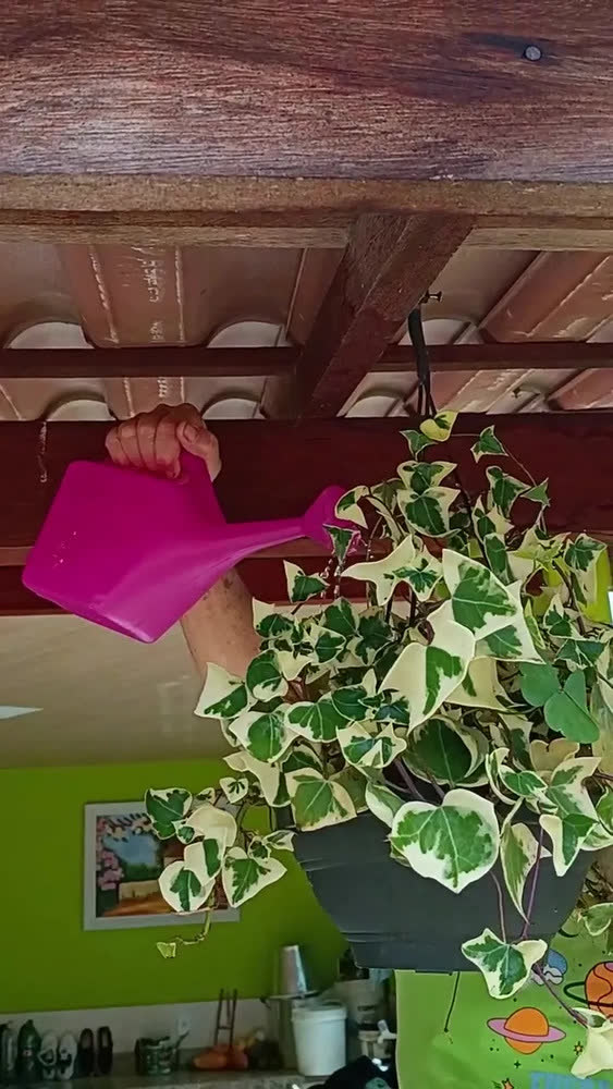 foto de Mini Regador Crianças Idosos Plantas Vasos Horta Pequeno 1 L
