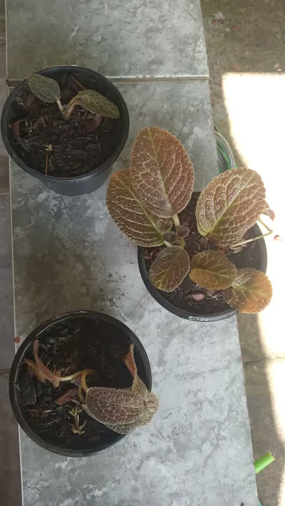 foto de Terra Vegetal Nutriplan Saco 2 Kg Para Plantas E Gramados