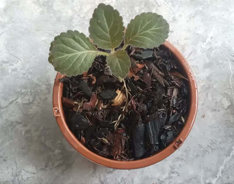 foto de Terra Vegetal Nutriplan Saco 2 Kg Para Plantas E Gramados