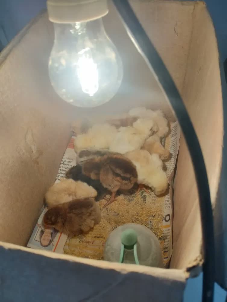 foto de Chocadeira Automática Até 30 Ovos + Ovoscópio - Incubadora