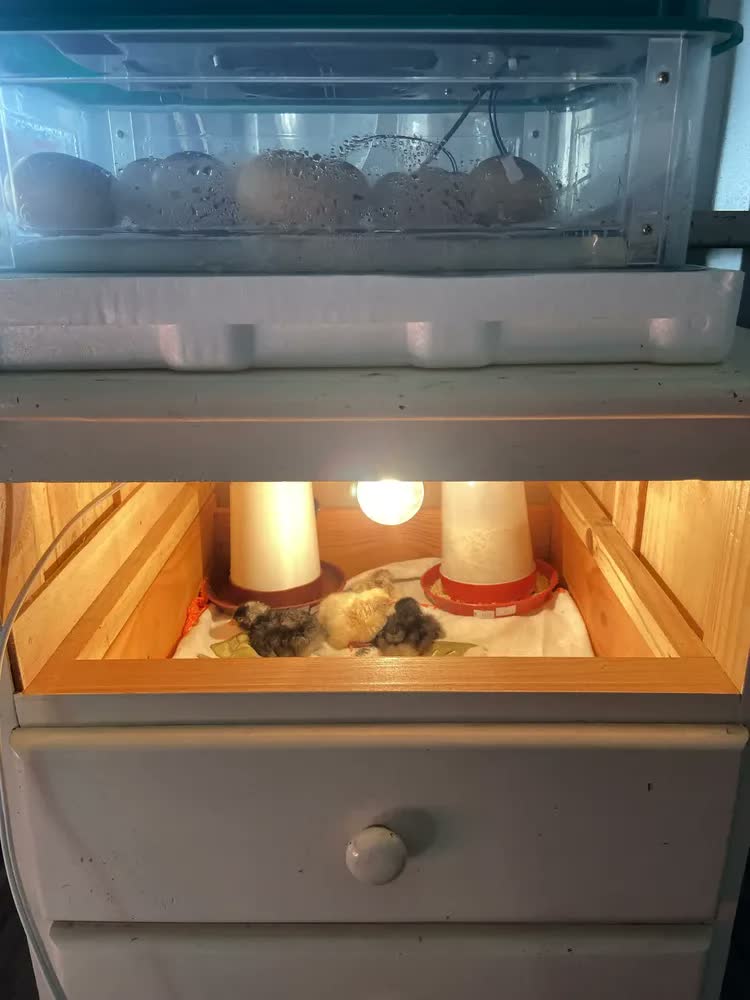 foto de Chocadeira Automática Até 30 Ovos + Ovoscópio - Incubadora