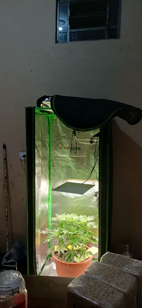 foto de Estufa Grow Cultivo Indoor Tenda 60x60x160 Mylar 600d Cor Preto