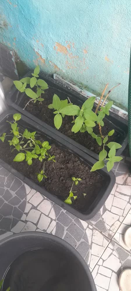 foto de Fertilizante Orgânico Húmus De Minhoca (5kg) Vitaplan