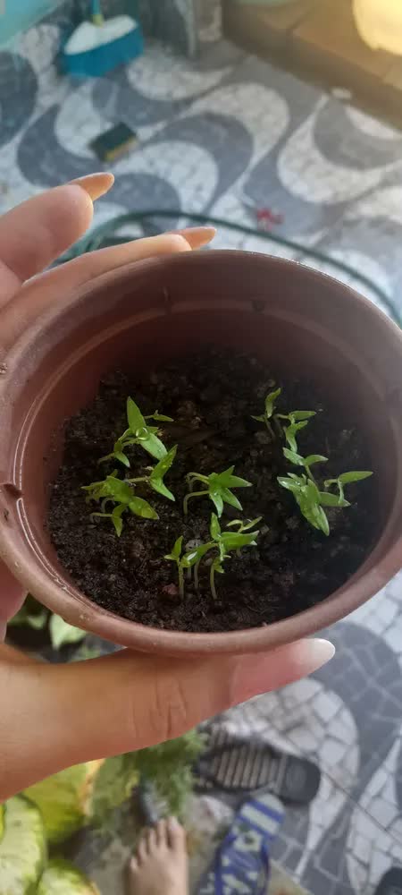 foto de Fertilizante Orgânico Húmus De Minhoca (5kg) Vitaplan