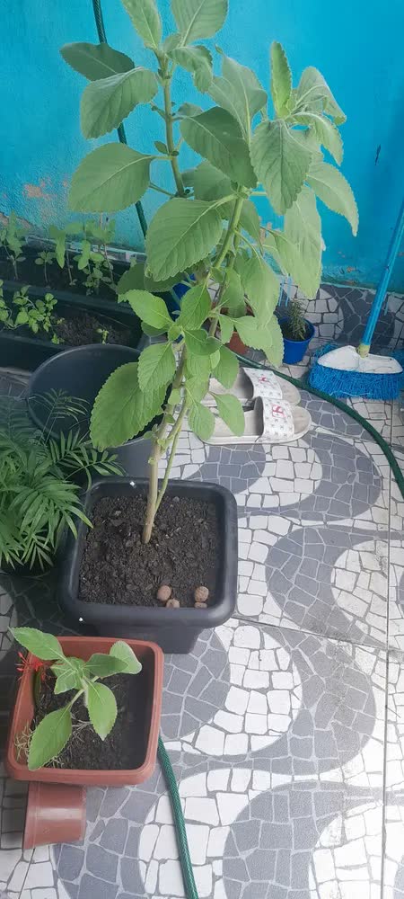 foto de Fertilizante Orgânico Húmus De Minhoca (5kg) Vitaplan